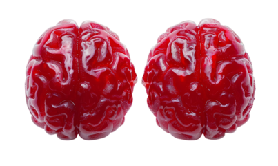 Human Brains Model Detailed and Realistic Gelatin Replica for Educational Use