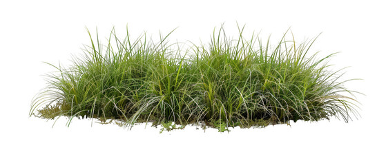 Lush Green Grass Bunch on Transparent Background Perfect for Natural Themes, nature-themed designs, landscaping concepts, and digital marketing presentations.
