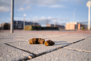 Close-up of a dog poop in the middle of the sidewalk with a blurred city in the background at dawn....