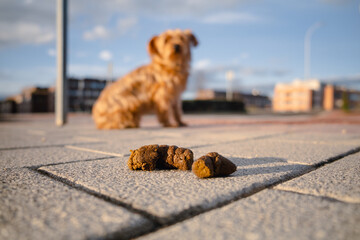 Close-up of a dog poop in the middle of the sidewalk with a small dog and a city in the background...