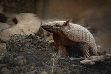 Obraz premium Zoo Sanary-sur-Mer (2024-06)