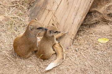 Zoo Sanary-sur-Mer (2024-06)