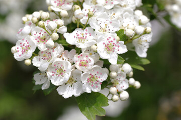 Branch with Florescence and Leaves of the Hawthorn (Crataegus)