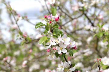 Blooming Crab Apple Tree with closed and opened Blooms