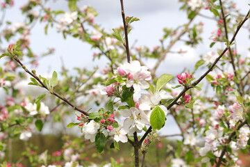 Closeup of a Blooming Crab Apple Tree