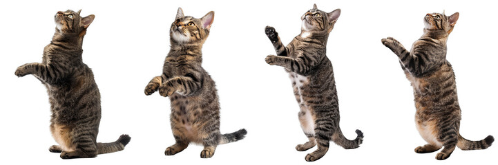 Set of Adorable Standing Tabby Cats with Transparent Background: Perfect for Designs, Graphic Projects, and Pet-Themed Concepts