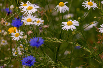 wildflower meadow with yellow and white chamomile and cornflowers blooming in city