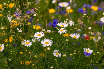 wildflower meadow with yellow and white chamomile and cornflowers blooming in city