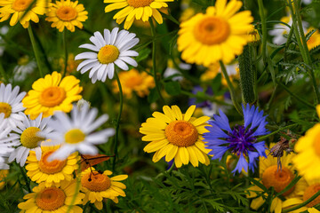 wildflower meadow with yellow and white chamomile and cornflowers blooming in city