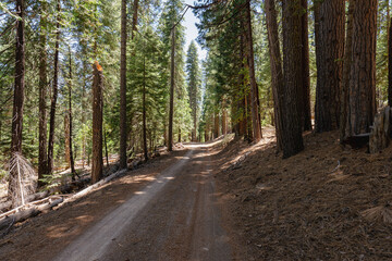 Country dirt road through an evergreen forest of california 