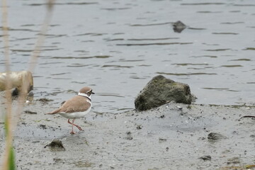 little ringed plover in a pond