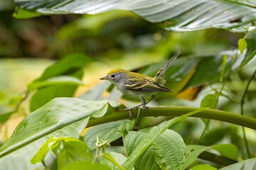 Naklejka premium Chestnut-sided warbler, Setophaga pensylvanica