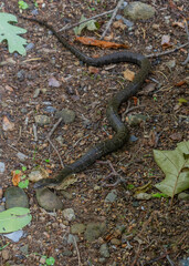 Banded Water Snake, Nerodia fasciata, crawling in gravelly dirt. Shows entire body from head to tail.