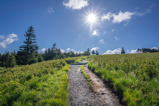 Appalachian Trail, grasses and conifers on Round Bald in the early morning with sunburst. TN, NC.