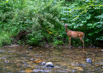 An adult female white-tailed deer is standing at the edge of the Doe River in Roan Mountain State Park, Tennessee. The doe is surrounded by dense green vegetation at the edge of the rocky river bed.