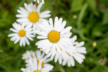 daisies in the garden