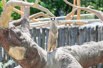 Captivating portrait of a small, furry meerkat in the zoo, posing playfully while observing the environment with curious eyes.