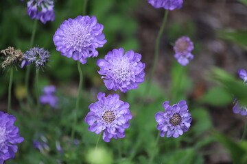 Scabiosa columbaria. Butterfly Blue, Small scabious, perennial herb with dissected leaves.