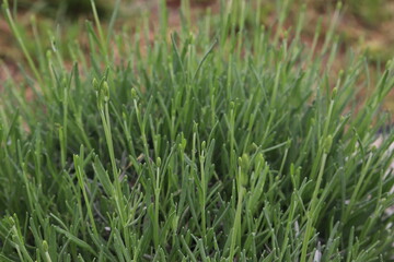 lavender plant close up as it grows