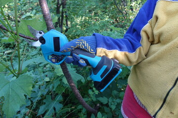 Pruning trees with electric pruning shears branch cutter automatic with battery to easyprune branches of trees. Gardening electric tool equipment.