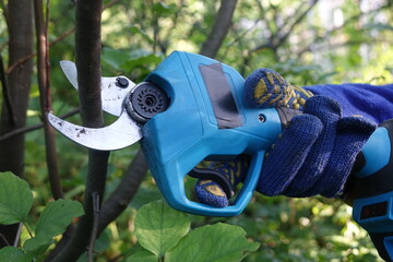 Pruning trees with electric pruning shears branch cutter automatic with battery to easyprune branches of trees. Gardening electric tool equipment.
