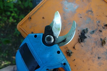 Pruning trees with electric pruning shears branch cutter automatic with battery to easyprune branches of trees. Gardening electric tool equipment.