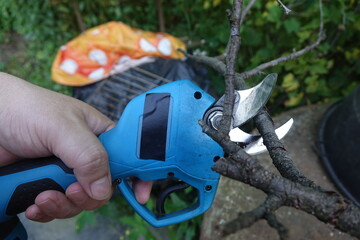Pruning trees with electric pruning shears branch cutter automatic with battery to easyprune branches of trees. Gardening electric tool equipment.