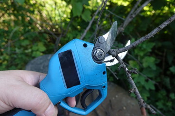 Pruning trees with electric pruning shears branch cutter automatic with battery to easyprune branches of trees. Gardening electric tool equipment.