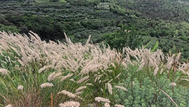 Melica ciliata plants gently moved by the wind near Lake Garda, Trentino, Italy