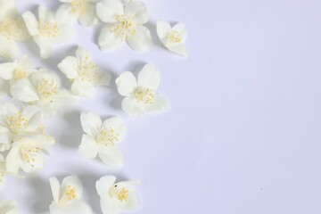 Beautiful jasmine flowers on white background, flat lay. Space for text