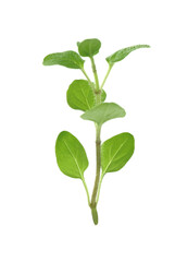 Sprig of fresh green oregano isolated on white