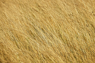 A vast field of tall, golden grass sways gently in the breeze, capturing the serene beauty of nature's simple landscapes.