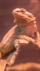bearded dragon lizard