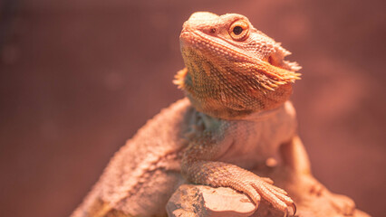 iguana on a tree