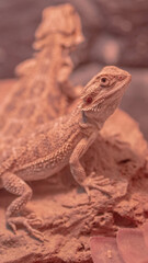 lizard on a rock