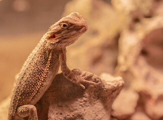 lizard on a rock