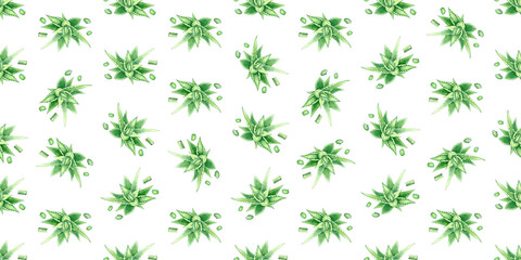 Hand drawn seamless pattern green watercolor illustration of aloe vera, single element of aloe vera, green succulent isolated on white background