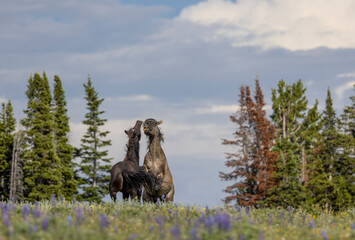 Pair of Wild Horse Stallions Fighting in the Pryor Mountains Montana in Summer