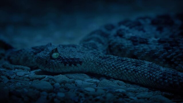 Rattlesnake Blinks On Rocky Ground In The Dark
