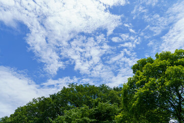 Fototapeta premium 夏の青空と白い雲