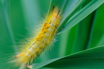 黄色いチャドグガの幼虫