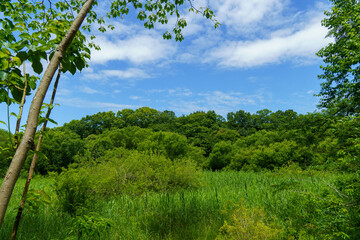 Obraz premium 夏の青空と白い雲