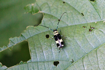 葉の上でやすむラミーカミキリ
