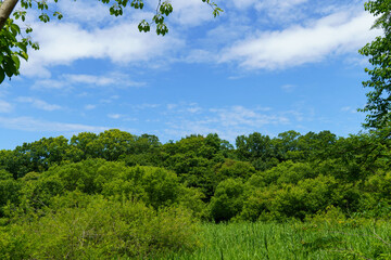 夏の青空と白い雲