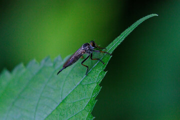 葉の上で休むムシヒキアブ