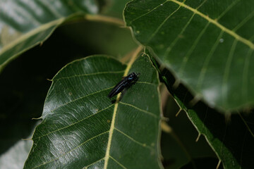 葉の上で休むムシヒキアブ