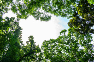 Obraz premium 森へ差し込む光