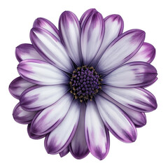 Obraz premium pink daisy flower