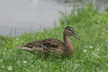 duck and ducklings © Krzysztof