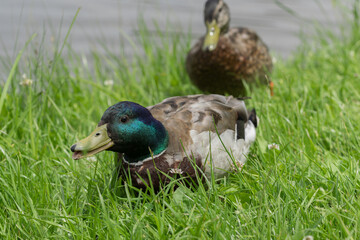 duck on a grass